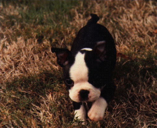 The Official mascot of Rachor Technologies