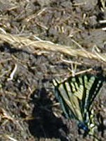 A Garden Visitor