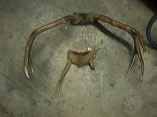 Mine is the smaller rack.  Still weighed out at 73 lbs.